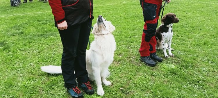 Czworonogi na egzaminie ratowniczym w Wysokiej Głogowskiej 1 - Polskie Radio Rzeszów Czworonogi na egzaminie ratowniczym w Wysokiej Głogowskiej