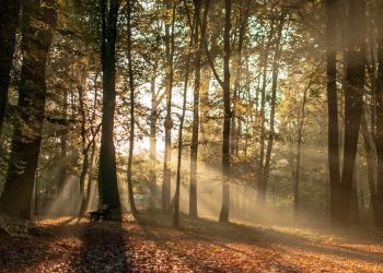 Leśnicy z Podkarpacia rozpoczynają akcję „Stroisz”