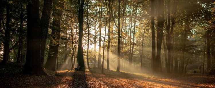 Leśnicy z Podkarpacia rozpoczynają akcję „Stroisz”