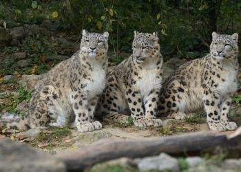 23 października – Międzynarodowy Dzień Pantery Śnieżnej