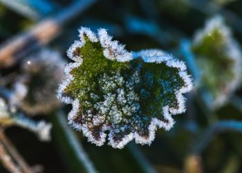 Jak uodpornić rośliny zimujące do kolejnego sezonu wegetacyjnego?