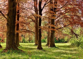 Dlaczego korytarze ekologiczne prowadzą do zielonego pokoju?