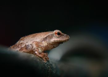 Gdy żabki idą spać