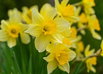 Pola Nadziei znów zakwitną. Podkarpacka fundacja rozpoczyna kolejną akcję