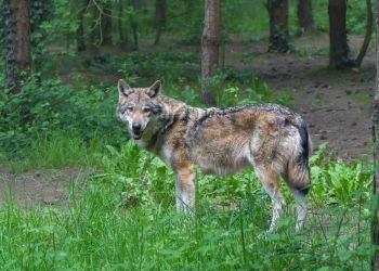 W gminie Stubno można legalnie płoszyć wilki. Jest decyzja RDOŚ