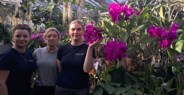 W łańcuckiej storczykarni można podziwiać Cattleye, różowo-fioletowe storczyki [ZDJĘCIA]