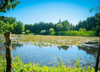 Dlaczego warto patrzeć w oczka wodne?