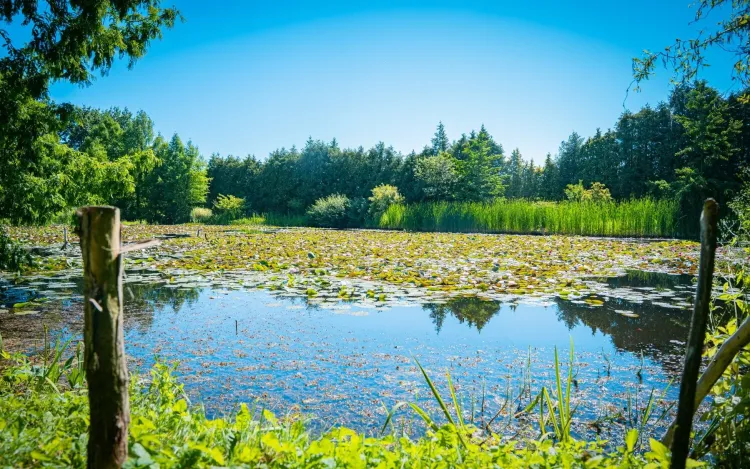 Dlaczego warto patrzeć w oczka wodne?