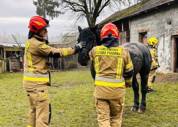 Koń wpadł do gnojówki. Na pomoc ruszyli strażacy