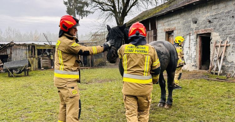 Koń wpadł do gnojówki. Na pomoc ruszyli strażacy