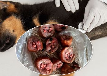 Przytulisko w Nowej Dębie apeluje do właścicieli psów z gminy Majdan Królewski