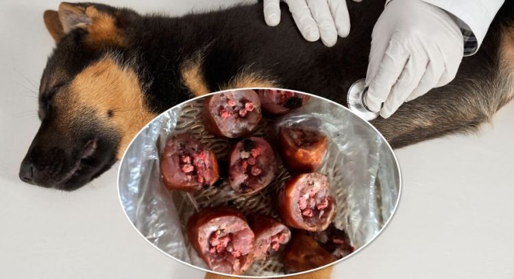 Przytulisko w Nowej Dębie apeluje do właścicieli psów z gminy Majdan Królewski 1 - Polskie Radio Rzeszów Przytulisko w Nowej Dębie apeluje do właścicieli psów z gminy Majdan Królewski