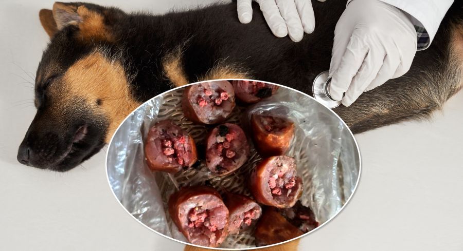 Przytulisko w Nowej Dębie apeluje do właścicieli psów z gminy Majdan Królewski