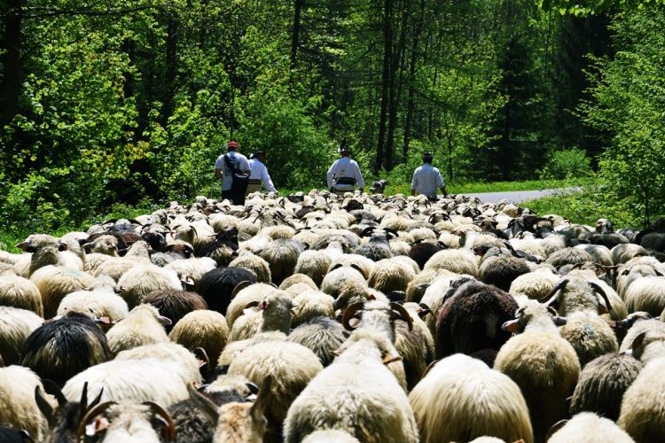 Podkarpacie promuje bioróżnorodność. „Pro Carpathia” tworzy wideopodcasty o naturze i tradycji 1 - Polskie Radio Rzeszów Podkarpacie promuje bioróżnorodność. „Pro Carpathia” tworzy wideopodcasty o naturze i tradycji