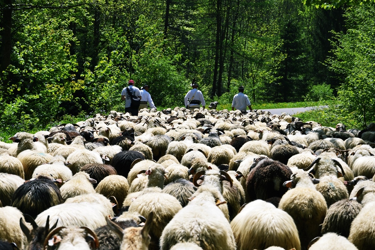 Podkarpacie promuje bioróżnorodność. „Pro Carpathia” tworzy wideopodcasty o naturze i tradycji