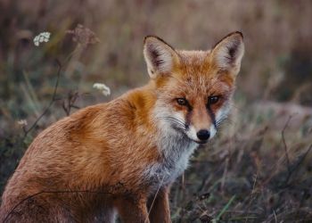 RCB ostrzega przed zrzutami szczepionek dla lisów na Podkarpaciu