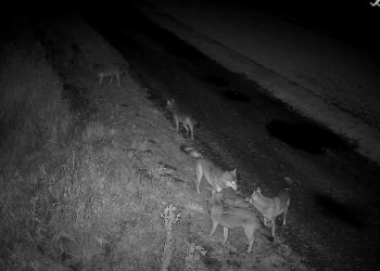 Wilki coraz częściej pojawiają się na Podkarpaciu [WIDEO]