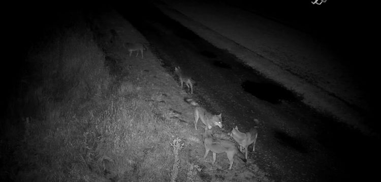 Wilki coraz częściej pojawiają się na Podkarpaciu [WIDEO]