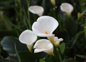 Kalia coraz częściej zdobi nasze parapety