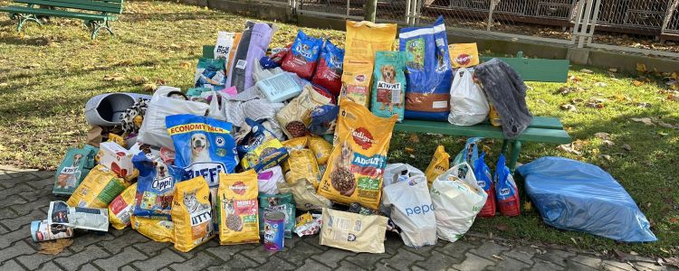 Schronisko „Kundelek” w Rzeszowie przygotowuje się do zimy. Potrzebna pomoc dla psów i kotów