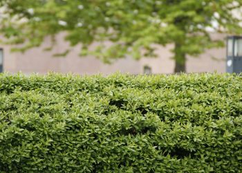 Jaki żywopłot wybrać? Grab, buk czy liguster