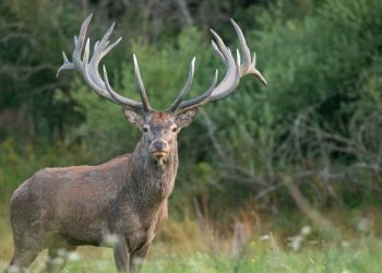 Dlaczego myślenie czyni myśliwym?