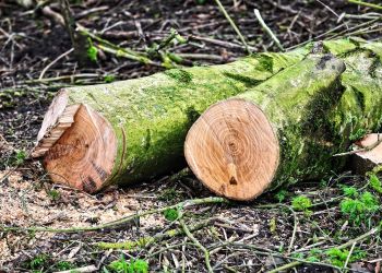 Kontrowersje wokół prac w rezerwacie Lisia Góra. Społecznicy żądają dokumentów