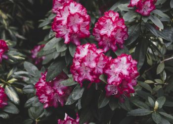 Co się dzieje z różanecznikami?