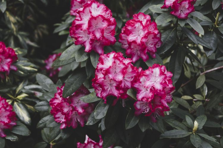 Co się dzieje z różanecznikami? 1 - Polskie Radio Rzeszów Co się dzieje z różanecznikami?