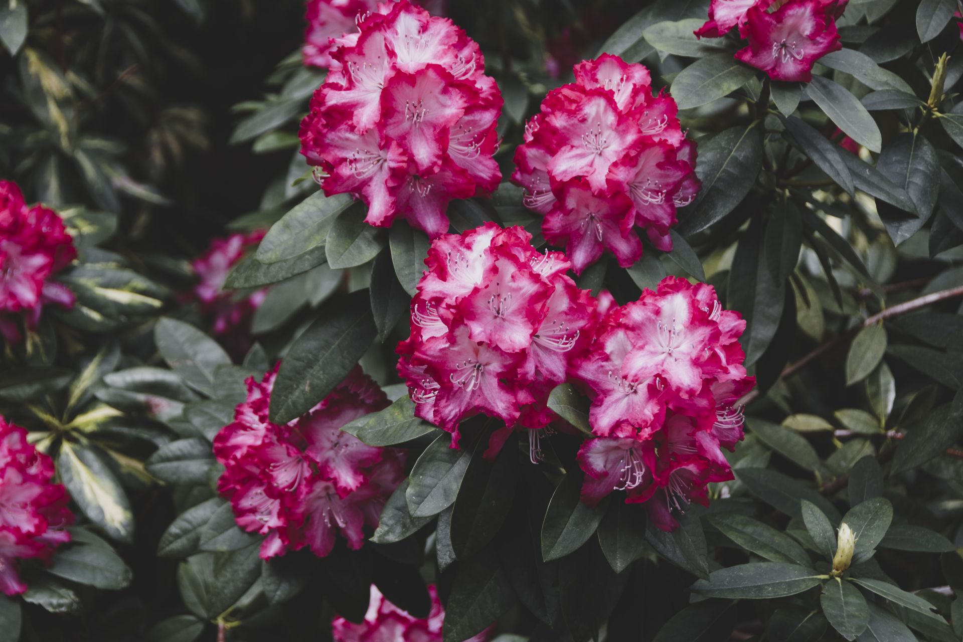 Co się dzieje z różanecznikami? 6 - Polskie Radio Rzeszów Co się dzieje z różanecznikami?