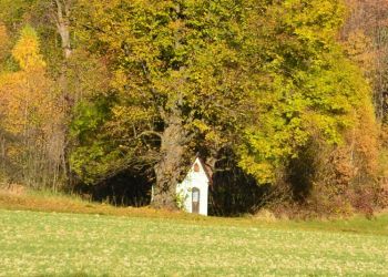 Wszystkich Świętych przyrodników – o świętych bliskich naturze”