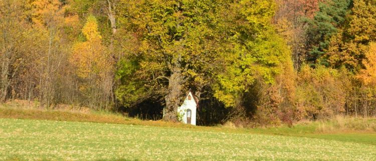 Wszystkich Świętych przyrodników – o świętych bliskich naturze”