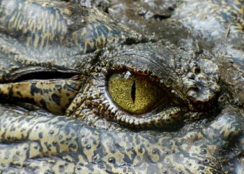 Krokodyl w prywatnym domu na Litwie. Interweniowali inspektorzy ochrony środowiska