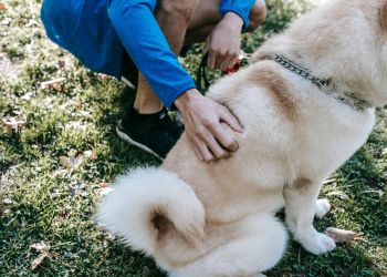 13 listopada – Międzynarodowy Dzień Osób Niewidomych