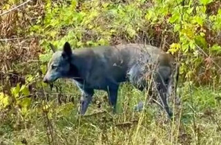 Psy w Czarnobylu mają niebieską sierść. Reakcja na ciągłe promieniowanie? 4 - Polskie Radio Rzeszów Psy w Czarnobylu mają niebieską sierść. Reakcja na ciągłe promieniowanie? - Polskie Radio Rzeszów