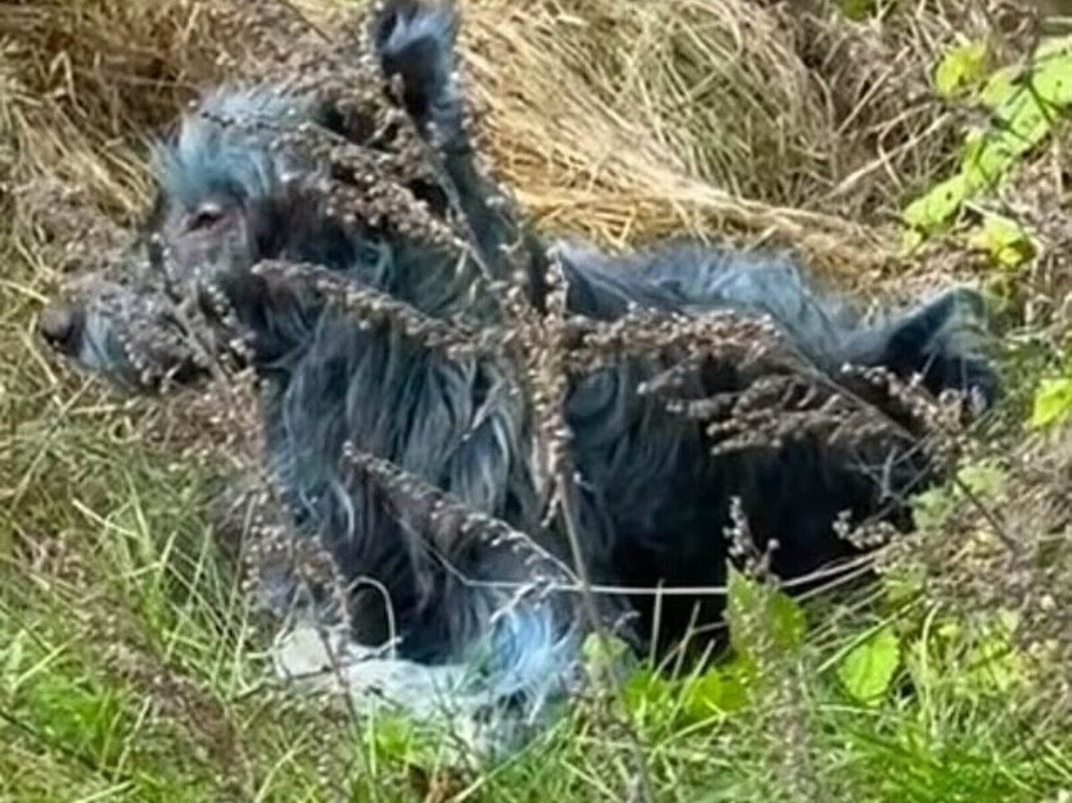 Psy w Czarnobylu mają niebieską sierść. Reakcja na ciągłe promieniowanie? 2 - Polskie Radio Rzeszów Psy w Czarnobylu mają niebieską sierść. Reakcja na ciągłe promieniowanie? - Polskie Radio Rzeszów