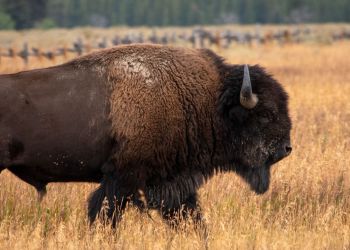 Gruźlica przyczyną śmierci żubrzycy z Mucznego: trwają badania kolejnych osobników