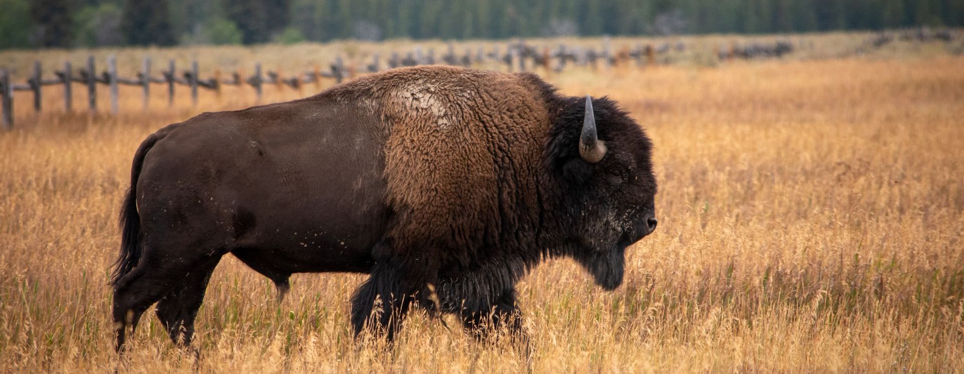 Gruźlica przyczyną śmierci żubrzycy z Mucznego: trwają badania kolejnych osobników 8 - Polskie Radio Rzeszów Gruźlica przyczyną śmierci żubrzycy z Mucznego: trwają badania kolejnych osobników