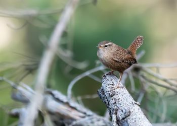 Strzyżyk strzyże, czy strzeże?