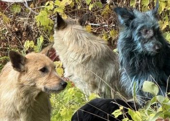 Psy w Czarnobylu mają niebieską sierść. Reakcja na ciągłe promieniowanie?