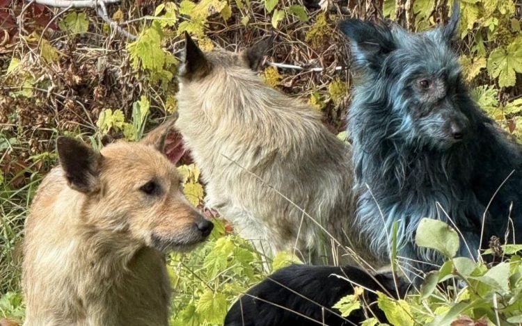 Psy w Czarnobylu mają niebieską sierść. Reakcja na ciągłe promieniowanie? 1 - Polskie Radio Rzeszów Psy w Czarnobylu mają niebieską sierść. Reakcja na ciągłe promieniowanie?