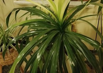 Jak pielęgnować roślinę tropikalną o egzotycznej nazwie, czyli pandan?