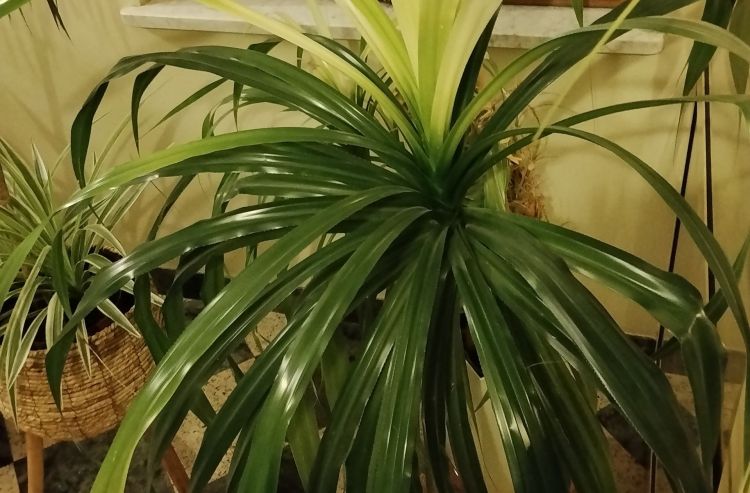 Jak pielęgnować roślinę tropikalną o egzotycznej nazwie, czyli pandan? 1 - Polskie Radio Rzeszów Jak pielęgnować roślinę tropikalną o egzotycznej nazwie, czyli pandan?