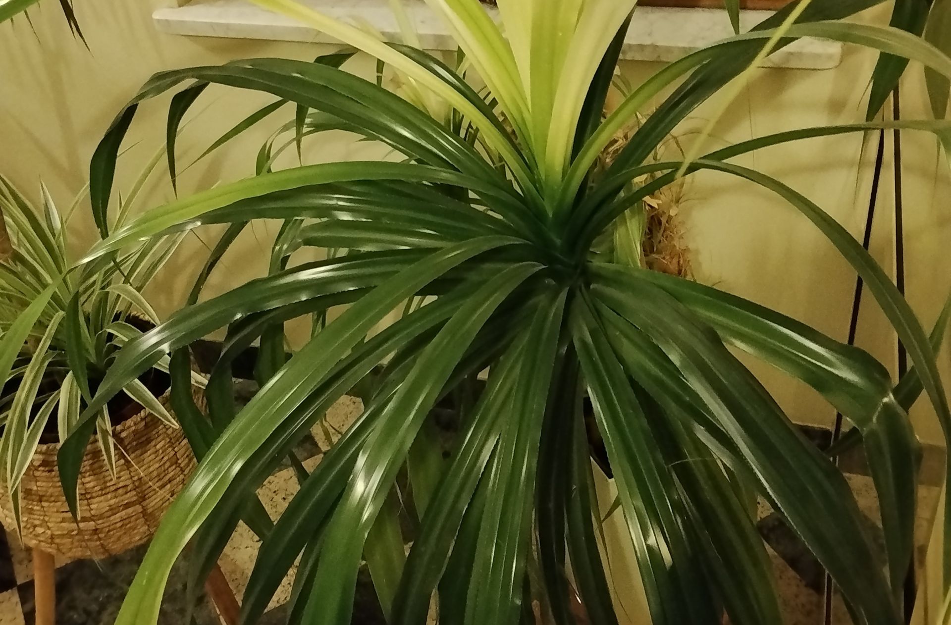 Jak pielęgnować roślinę tropikalną o egzotycznej nazwie, czyli pandan? 6 - Polskie Radio Rzeszów Jak pielęgnować roślinę tropikalną o egzotycznej nazwie, czyli pandan?