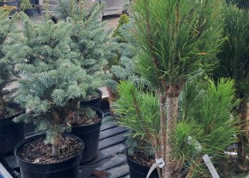 Świąteczna choinka. Co zrobić, by pachniała jak najdłużej?