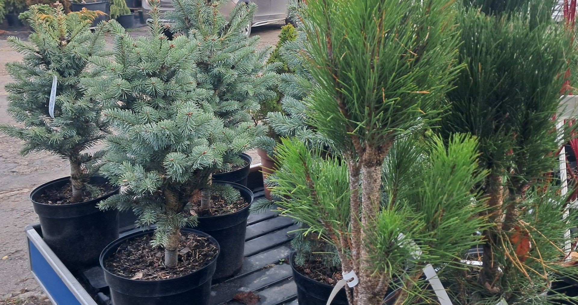 Świąteczna choinka. Co zrobić, by pachniała jak najdłużej? 6 - Polskie Radio Rzeszów Świąteczna choinka. Co zrobić, by pachniała jak najdłużej?