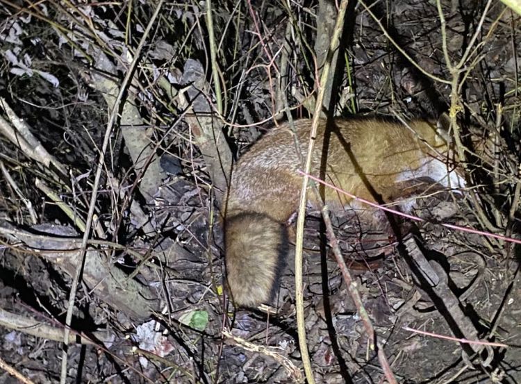 Lis wpadł we wnyki. Wyczerpane zwierzę znalazł pies, a oswobodzili strażacy