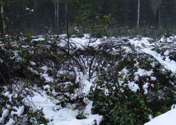 Opady mokrego śniegu spowodowały znaczne szkody w podkarpackich lasach [ZDJĘCIA]