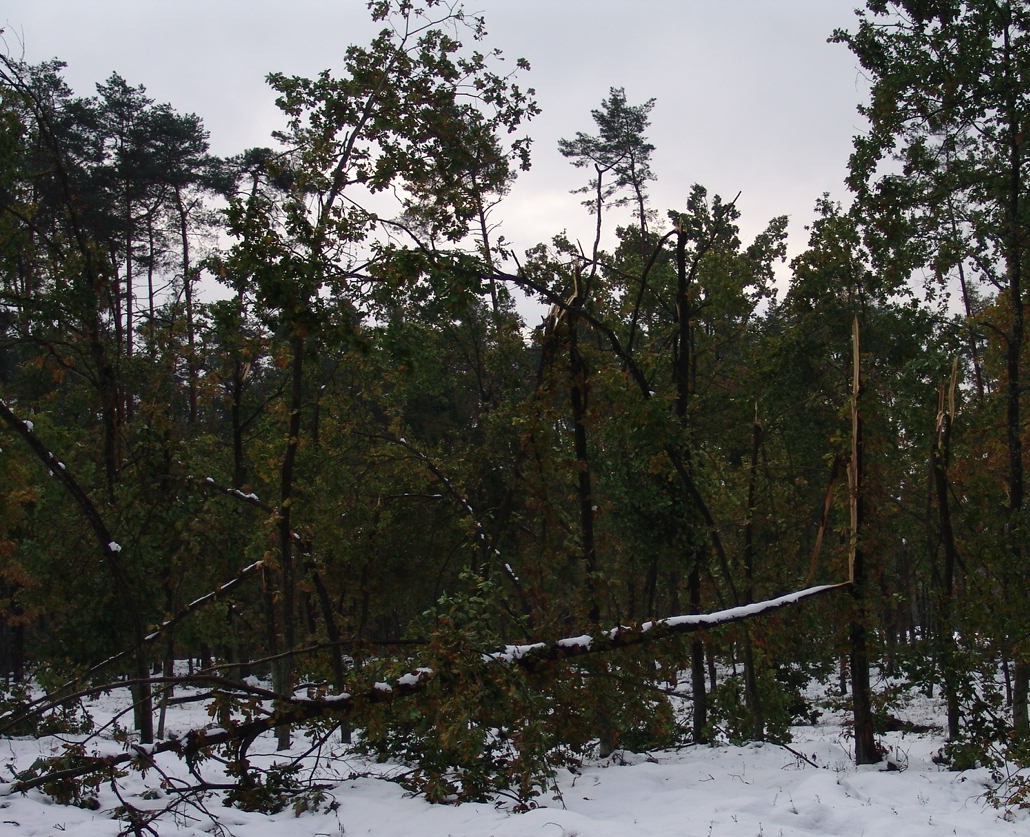 Śnieg zniszczył drzewa w lasach. Najwięcej szkód wyrządził w nadleśnictwach Lesko i Bircza 3 - Polskie Radio Rzeszów Śnieg zniszczył drzewa w lasach. Najwięcej szkód wyrządził w nadleśnictwach Lesko i Bircza - Polskie Radio Rzeszów