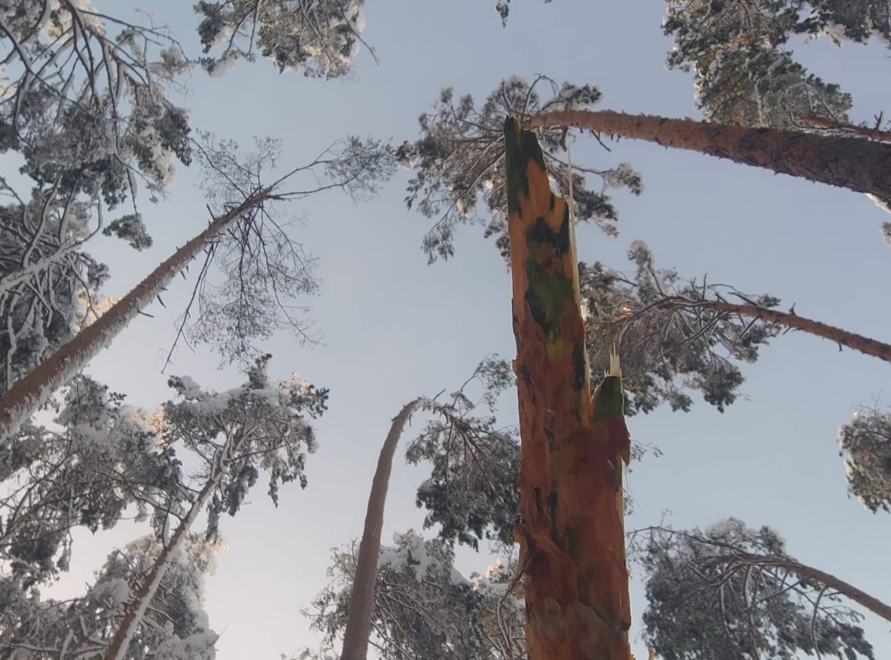 Śnieg zniszczył drzewa w lasach. Najwięcej szkód wyrządził w nadleśnictwach Lesko i Bircza 2 - Polskie Radio Rzeszów Śnieg zniszczył drzewa w lasach. Najwięcej szkód wyrządził w nadleśnictwach Lesko i Bircza - Polskie Radio Rzeszów